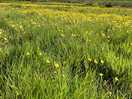 The campsite backs on to a beautiful meadow.