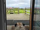 Dog friendly