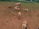 Baby piggys