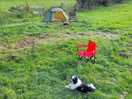 Goats in the next field. me and bowie in this one