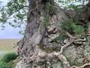 Mature ash tree near the castle