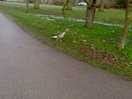 Wildlife