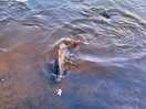 Feeding the fish