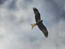Wildlife