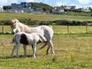 Foal & mother. both friendly.