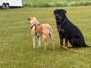 Dogs welcome