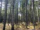 Forest walks