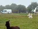 Alpacas onsite