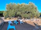 Olive trees around the pool