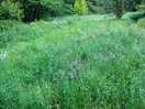 Some of the trails where i walked the dog