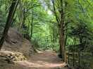 Forest walking