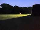 Night time visitor