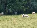 Sheep were hands reach at times