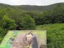 View point perigrinexfslcon nest site
