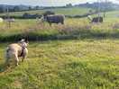 Dog sheep watching