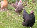 The site chickens visit you several times a day