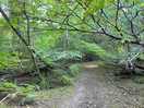 Walk through the woods