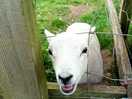 Betty the lamb