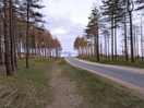 Walk down to the beach through newborough forest