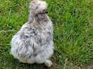 Silkie