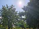 Suns out
