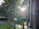 Evening sun.