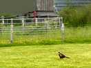 Pheasant