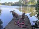 Our dogs at the lake