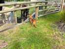 Making friends with the alpacas