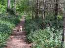 Kings forest
