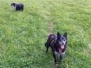 The dogs enjoying a walk.