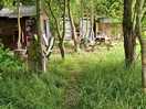 Woodland area