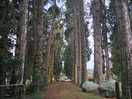 The camp grounds lined beautifully with trees for the perfect camper shots