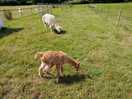 Mother and cria at campsite
