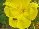 Beautiful flower and bee on it.