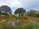 Pretty view of pond on the camp site