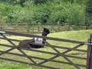 Alpaca
