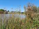 Pond / caravan