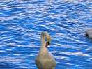 Swan enjoying the lake