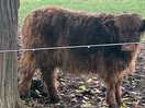 Heard of longhorns on site
