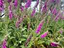 Beautiful flowers around the camp site