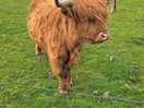 Cow :)
