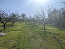 Orchard view