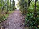 Woodland walk