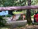 Deer wandering through the campsite