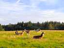 Lamas or alpacas, how do you tell the difference?