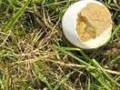 Found a egg