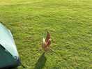 Free roaming chickens