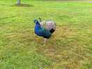 Same peacock again