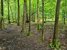 Woodland